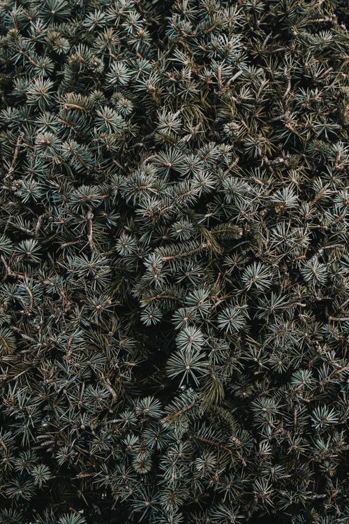 Free Close-up of green conifer shrub with detailed needles in a natural garden setting. Stock Photo