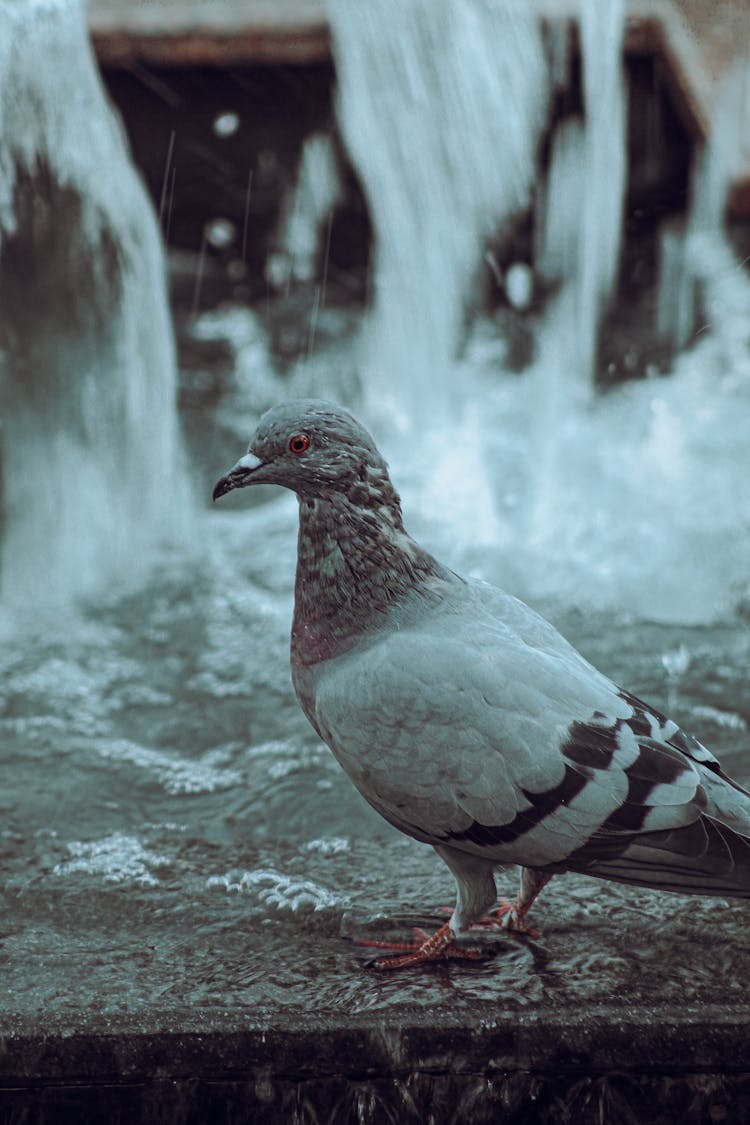 Close Up Shot Of Blue Pigeon