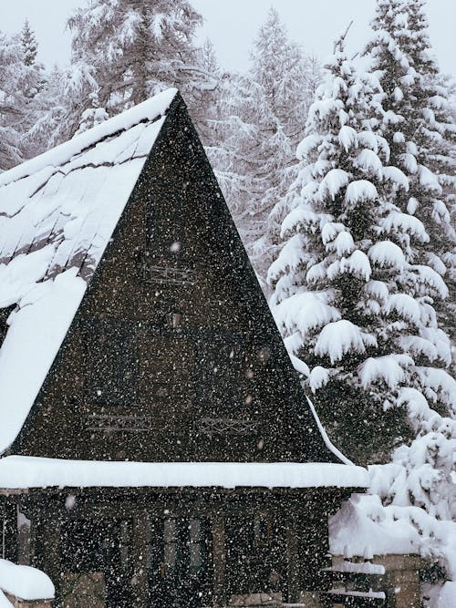 Photos gratuites de arbres couverts de neige, conifère, extérieur de la maison