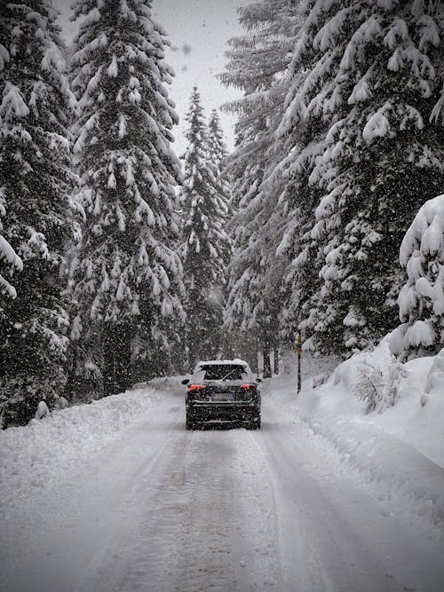 Moving Car on a Snow Covered Road Between Pine Trees