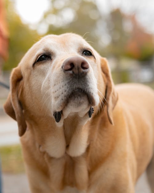 Close-Up Shot of a Dog 