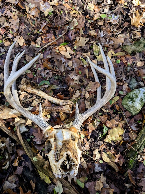 Free stock photo of animal skull, antlers, bones