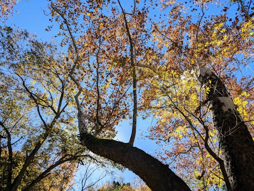 Free stock photo of autumn, autumn forest, autumn leaves