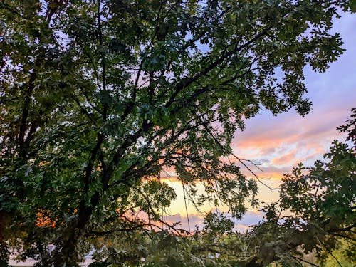 Free stock photo of beautiful sky, beautiful sunset, big trees