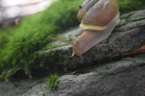 かたつむり, カタツムリの殻, 苔岩の無料の写真素材