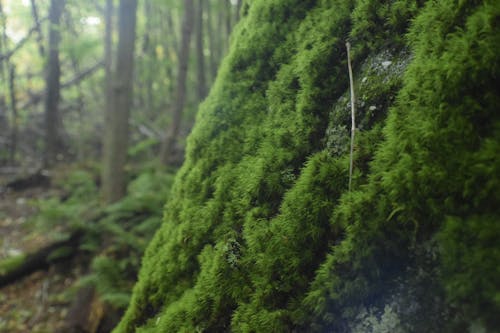 木の森, 緑の苔の無料の写真素材
