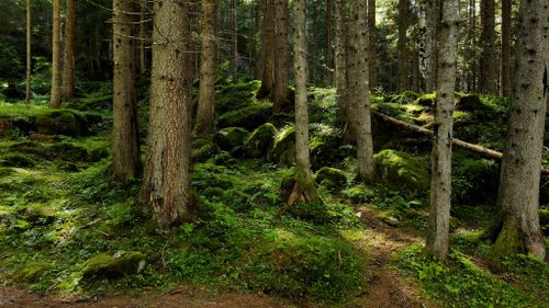 Free Lush green forest scene with tall trees and vibrant moss-covered rocks. Stock Photo