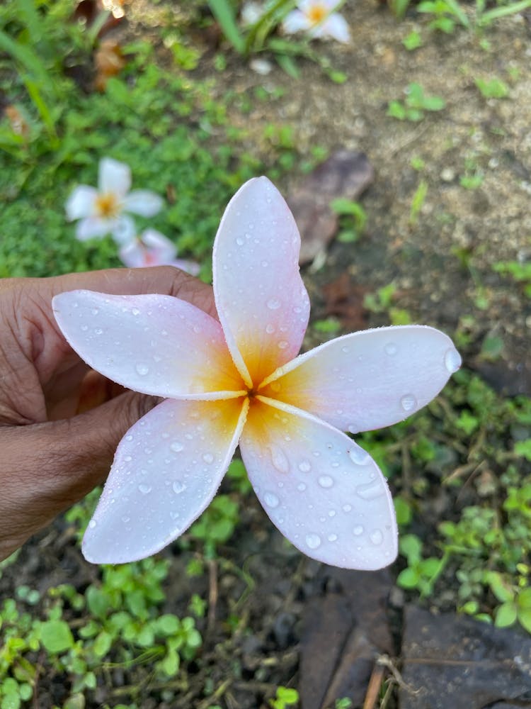 A Hand Holding A Flower With Dewdrops Of Water