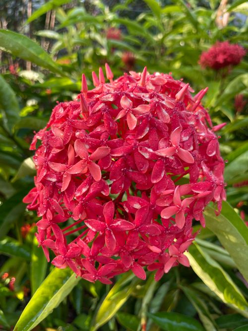 Free Close-up of a vibrant red Chinese Ixora flower, adorned with dewdrops against green leaves. Stock Photo
