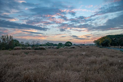 A Brown Grass Field Under the Cloudy Sky