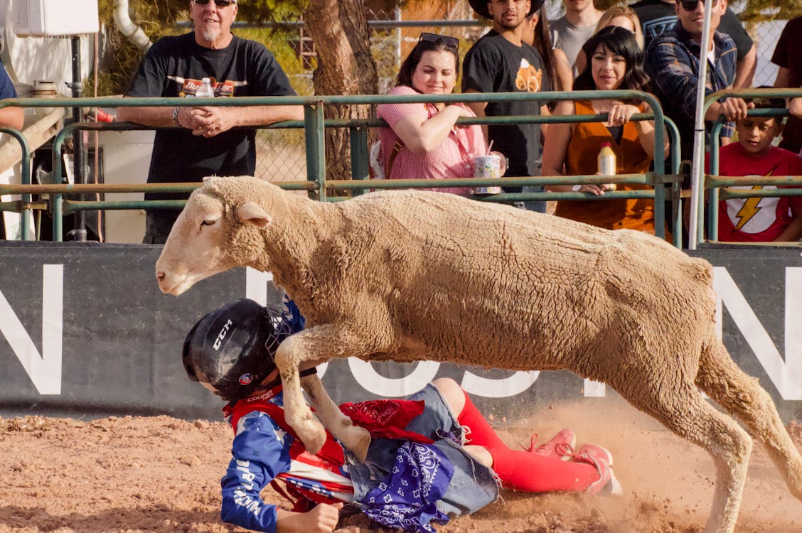 Man and Sheep on an Arena · Free Stock Photo
