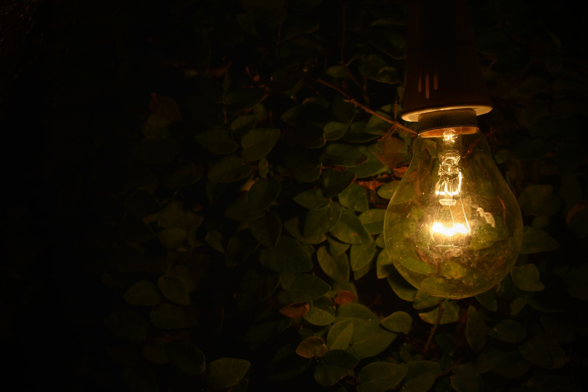 Close-up of a glowing bulb against a dark leafy background, creating a warm ambient glow.