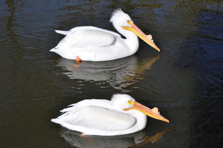 Pelicans On The Water