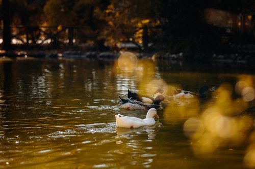 Free A group of ducks gracefully swimming in a tranquil pond in Kahramanmaraş, Türkiye, during a sunny day. Stock Photo
