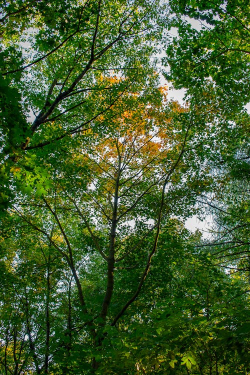 Foto stok gratis dedaunan yang subur, gugur, hutan