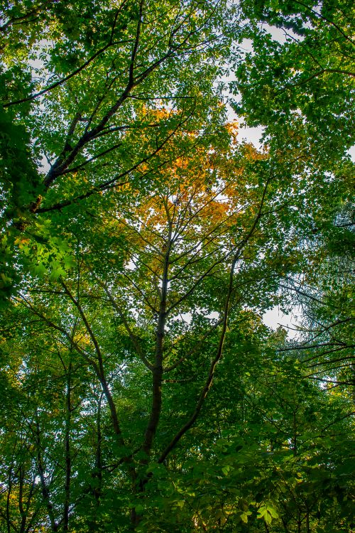 Free Sunlight filtering through lush, green forest canopy in summer, showcasing nature's tranquility. Stock Photo