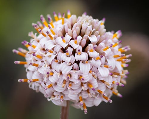 Macro Shot of White and Yellow Flower