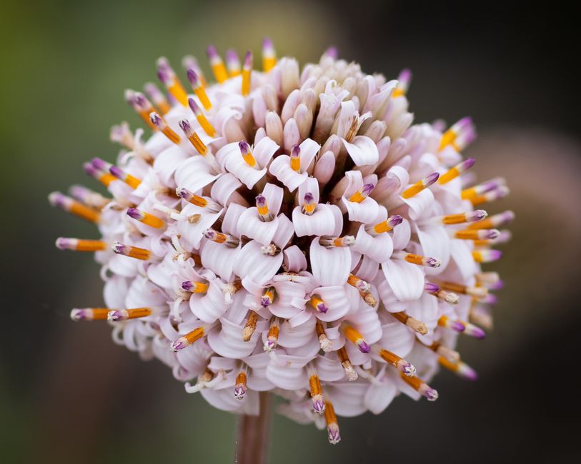 Stictophyllum
