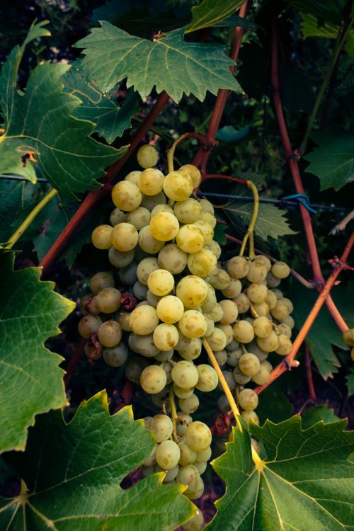 Free Close-up of vibrant grape clusters on the vine, perfect for wine and agriculture themes. Stock Photo