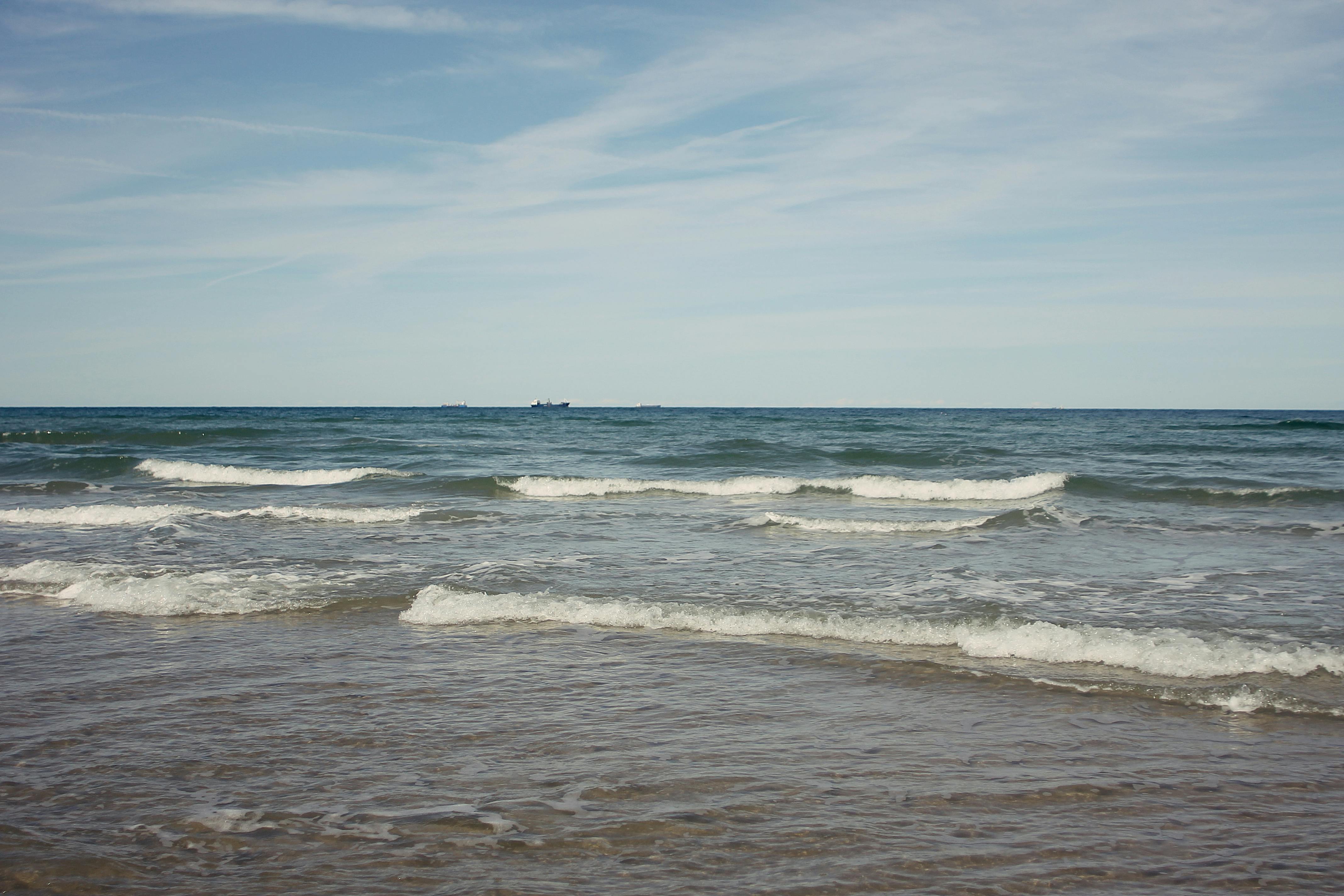 Free stock photo of nature, reed, sea