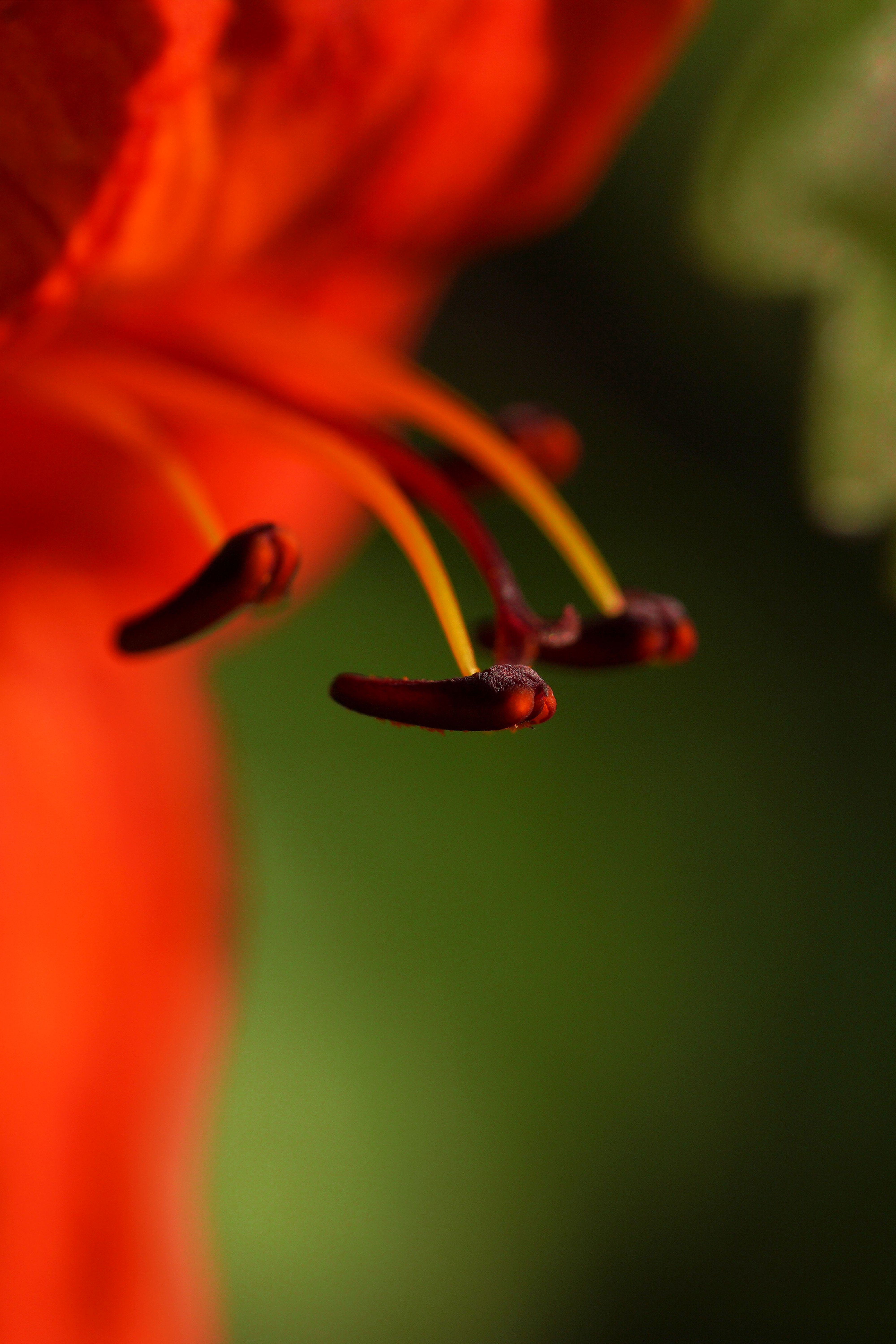 Parts of a flower