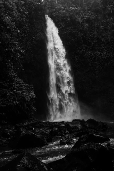 A striking black and white photo of a waterfall cascading in a lush jungle, perfect for nature lovers.