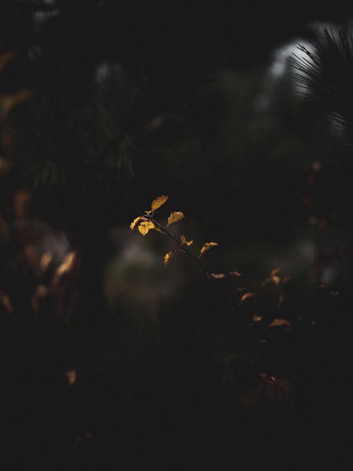 Orange Leaves on a Branch in the Dark 