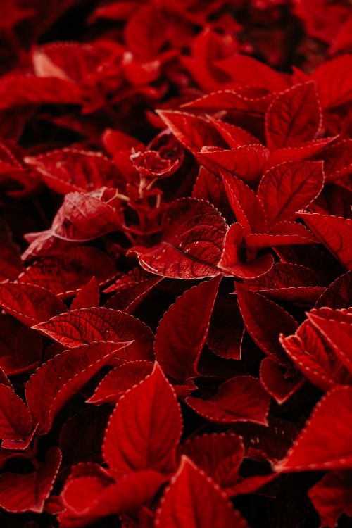 Red Leaves on a Shrub · Free Stock Photo