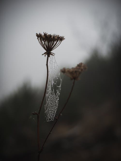 Spiders Web on a Plant on a Field