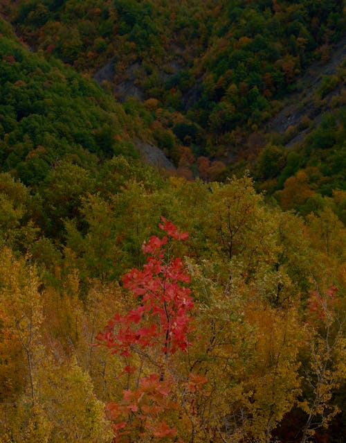 Бесплатное стоковое фото с вертикальный выстрел, ветвь, деревья