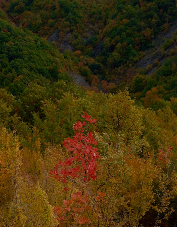 Red Leaves on a Branch on a Field 