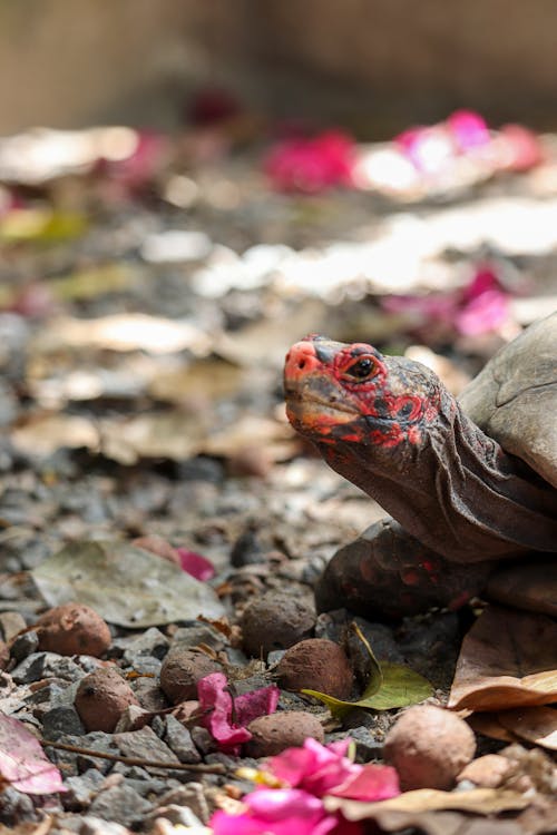 Turtle Among Pink Petals on a Ground 