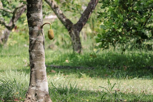 Jack Fruit Growing on Tree 