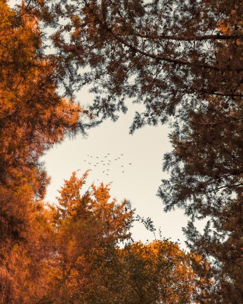 ağaçlar, birds_flying, bitki örtüsü içeren Ücretsiz stok fotoğraf