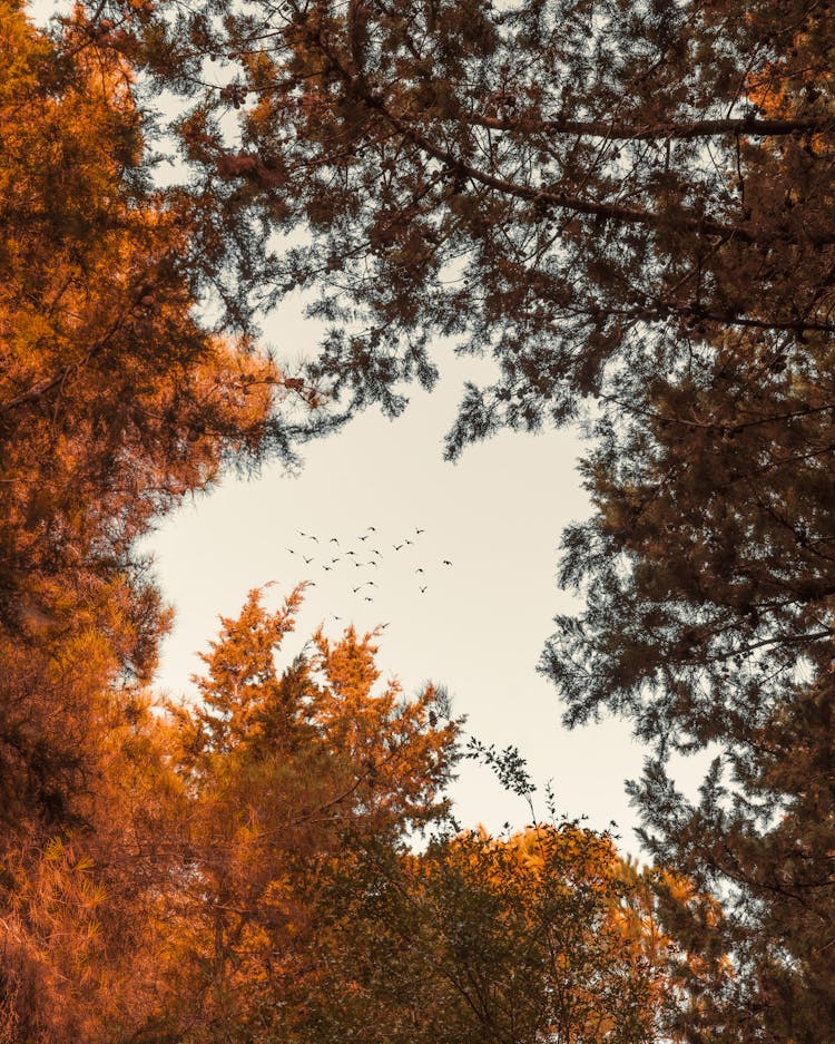 A Low Angle Shot Of Birds Flying In The Sky Between Trees At The Forest