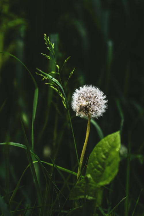 Close-Up Shor of White Dandelion Flower