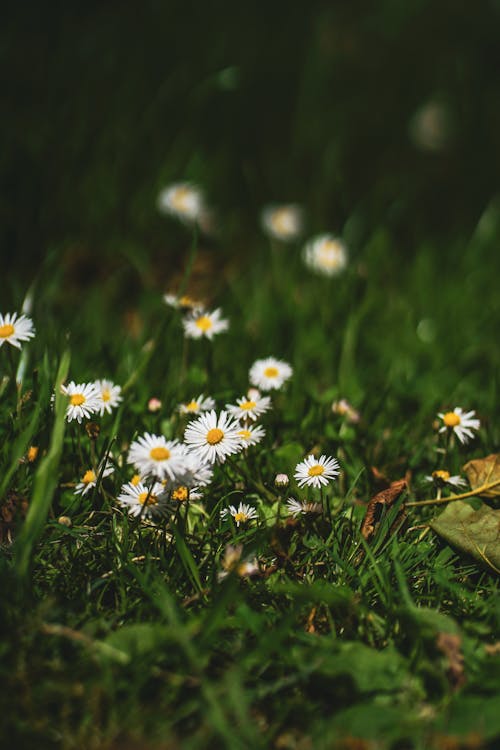 Daisies Blooming in Grass