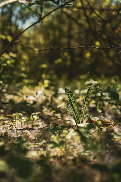 Kostnadsfri bild av anläggning, flora, närbild