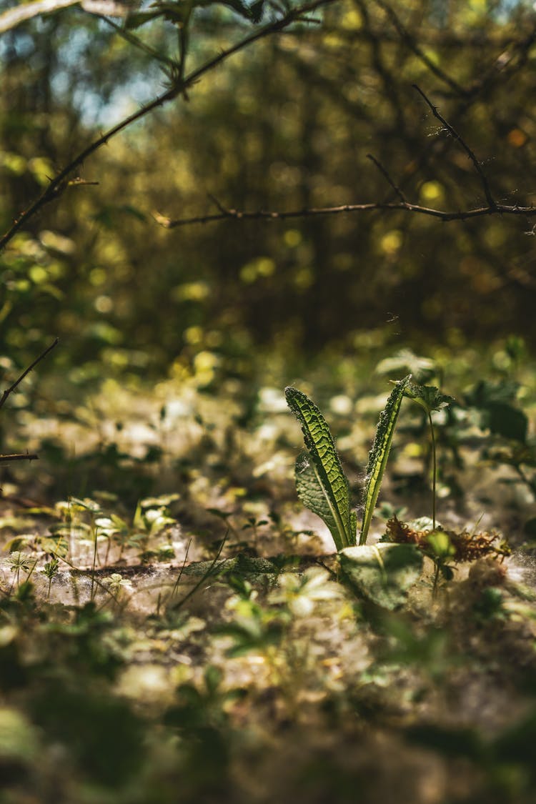 A Close-Up Shot Of Plants In A Forest