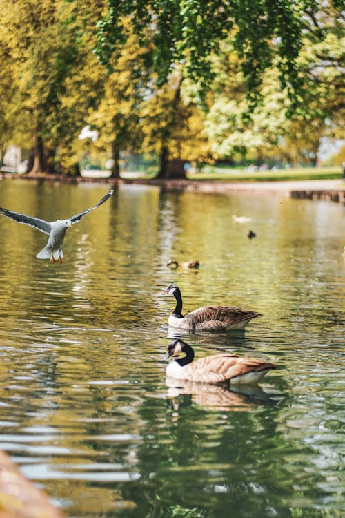 Free Ducks on a Pond Stock Photo