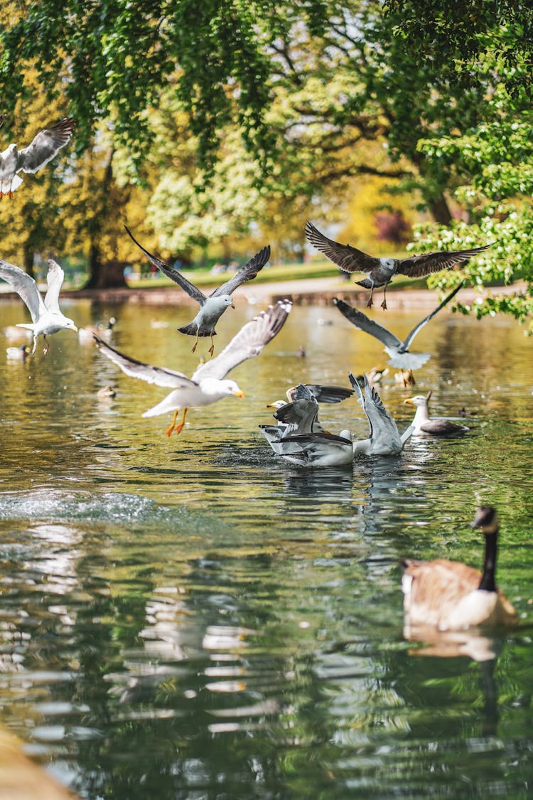 Birds Flying Over Water