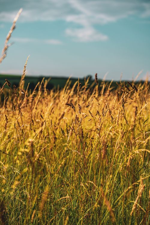 Free Close-up of a vibrant meadow with golden grasses swaying under a clear blue sky in summer. Stock Photo