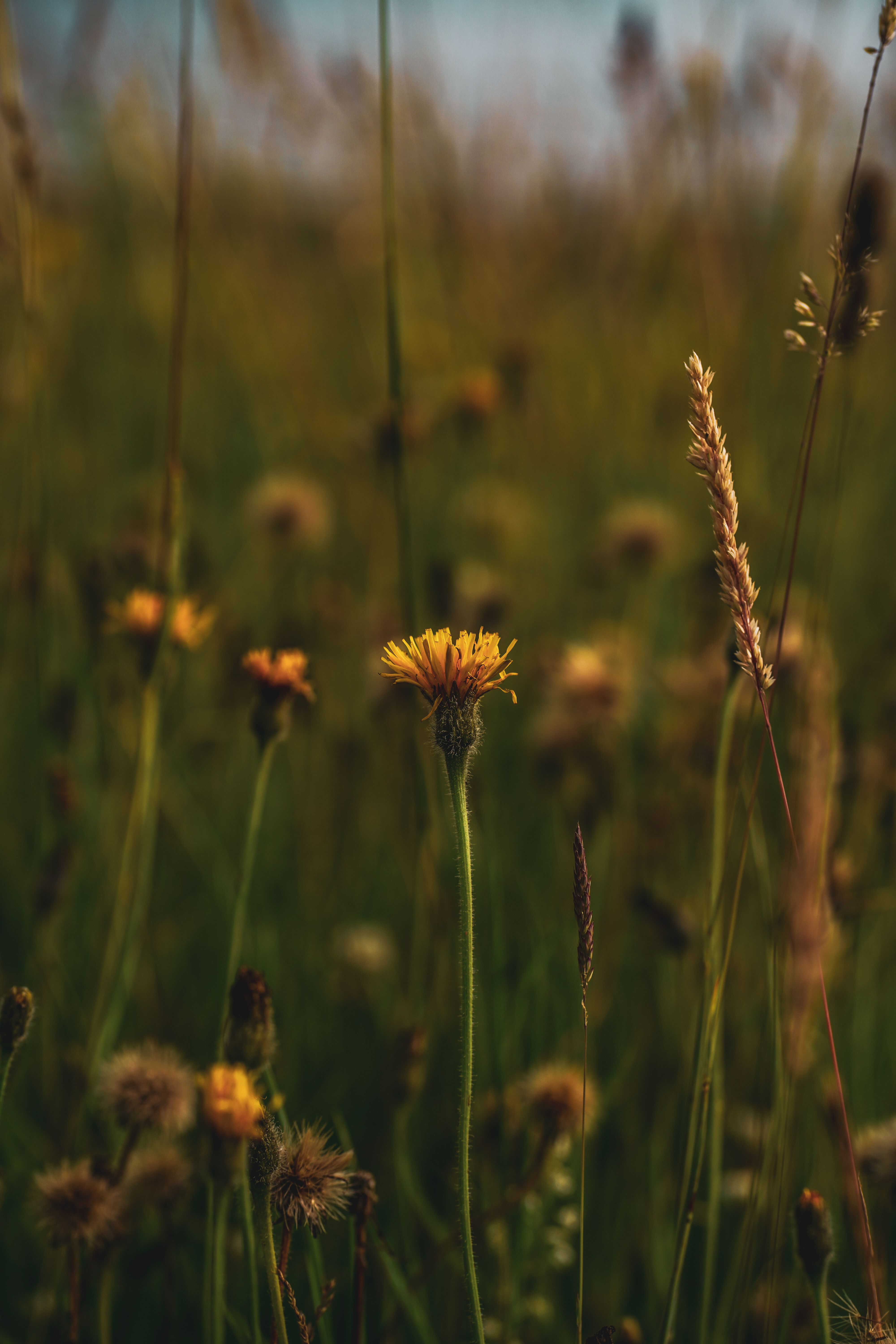 Close Up of Flowers · Free Stock Photo