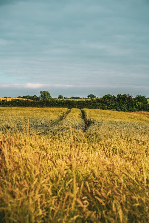 Kostenloses Stock Foto zu landwirtschaft, natur, vertikaler schuss