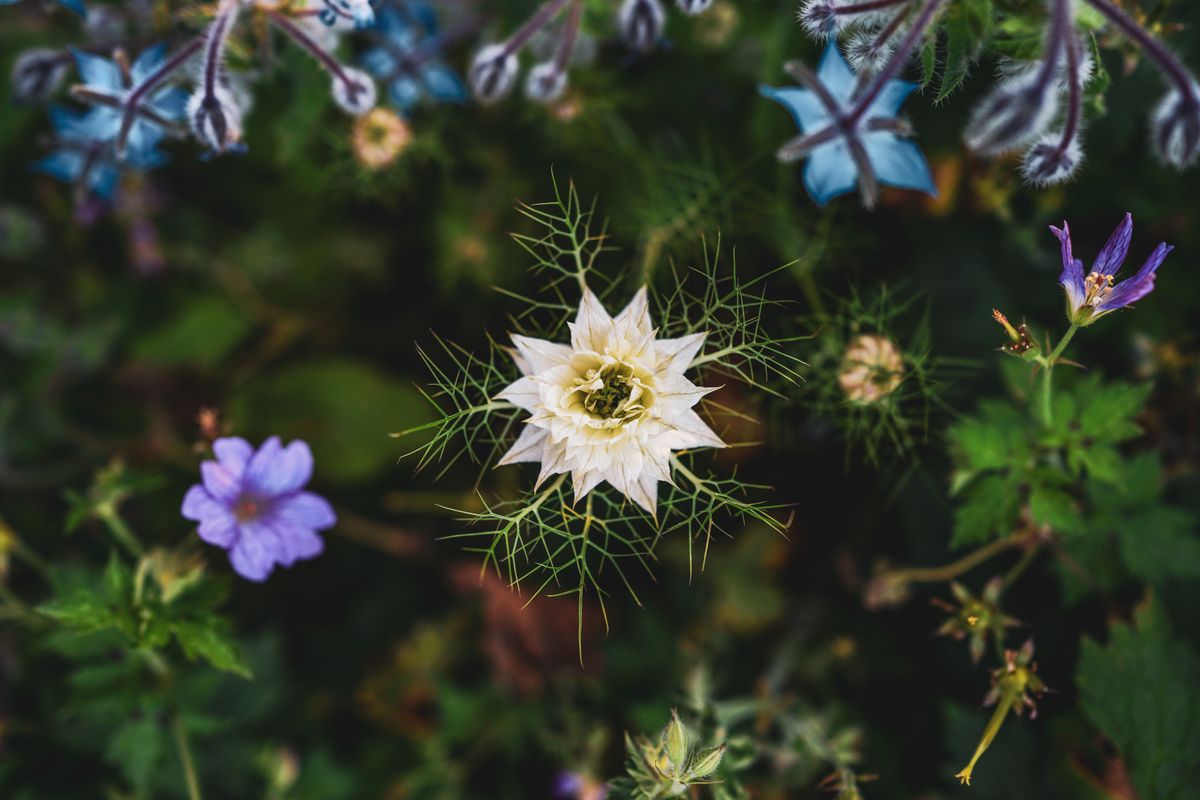 9 Fall-Sown Flowers, With Zone and Regional Timing Notes 3 White love-in-a-mist flower with feathery foliage beside small blue blooms