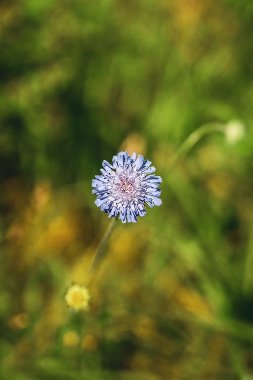 Close-Up Shot of Blue Flower