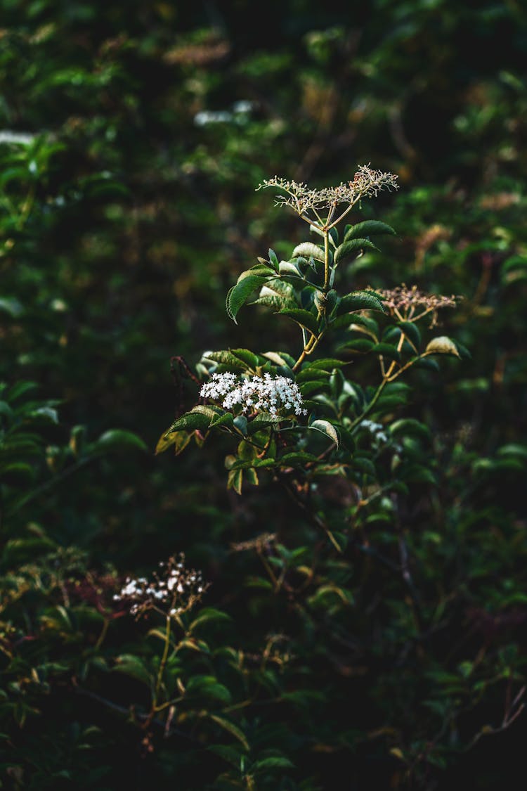 Flowers Of Black Elder