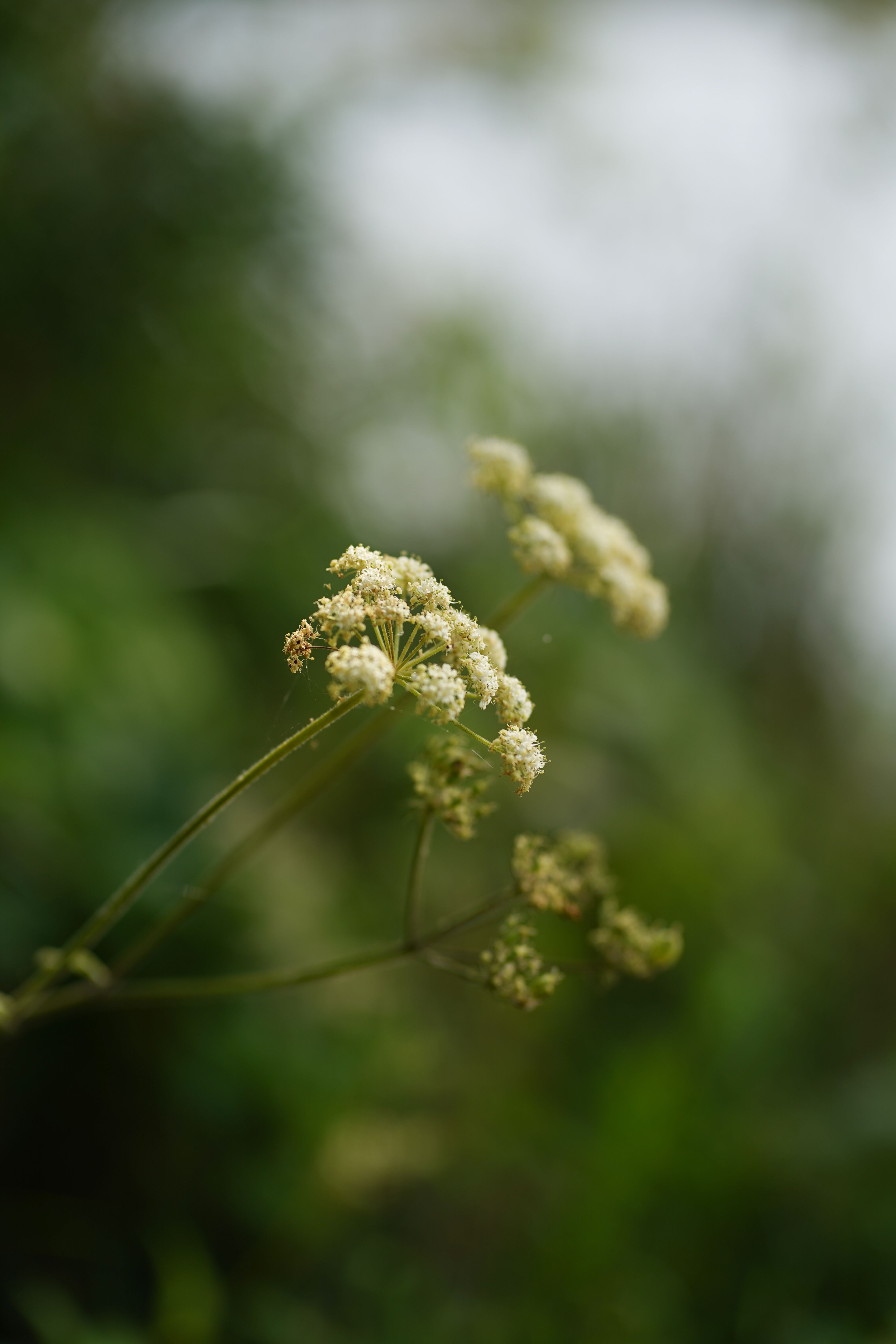 Find wildflowers that photograph cleanly along a walking trail — what to check before lifting the camera