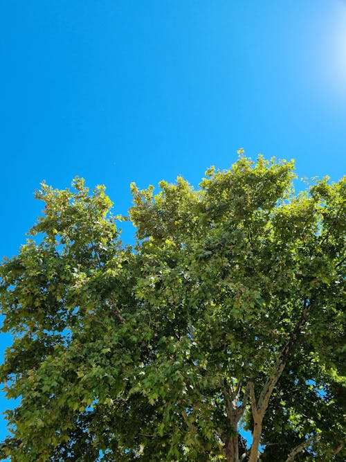 Green Trees Under Blue Sky