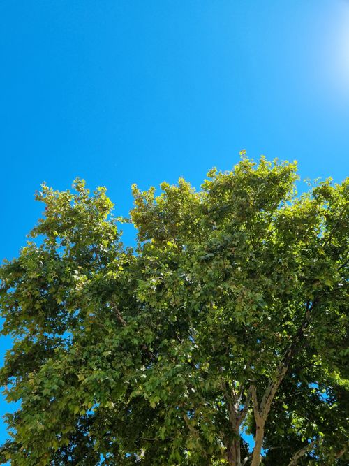 Free Lush green trees viewed from below against a bright blue sky, perfect for serene nature or summer themes. Stock Photo